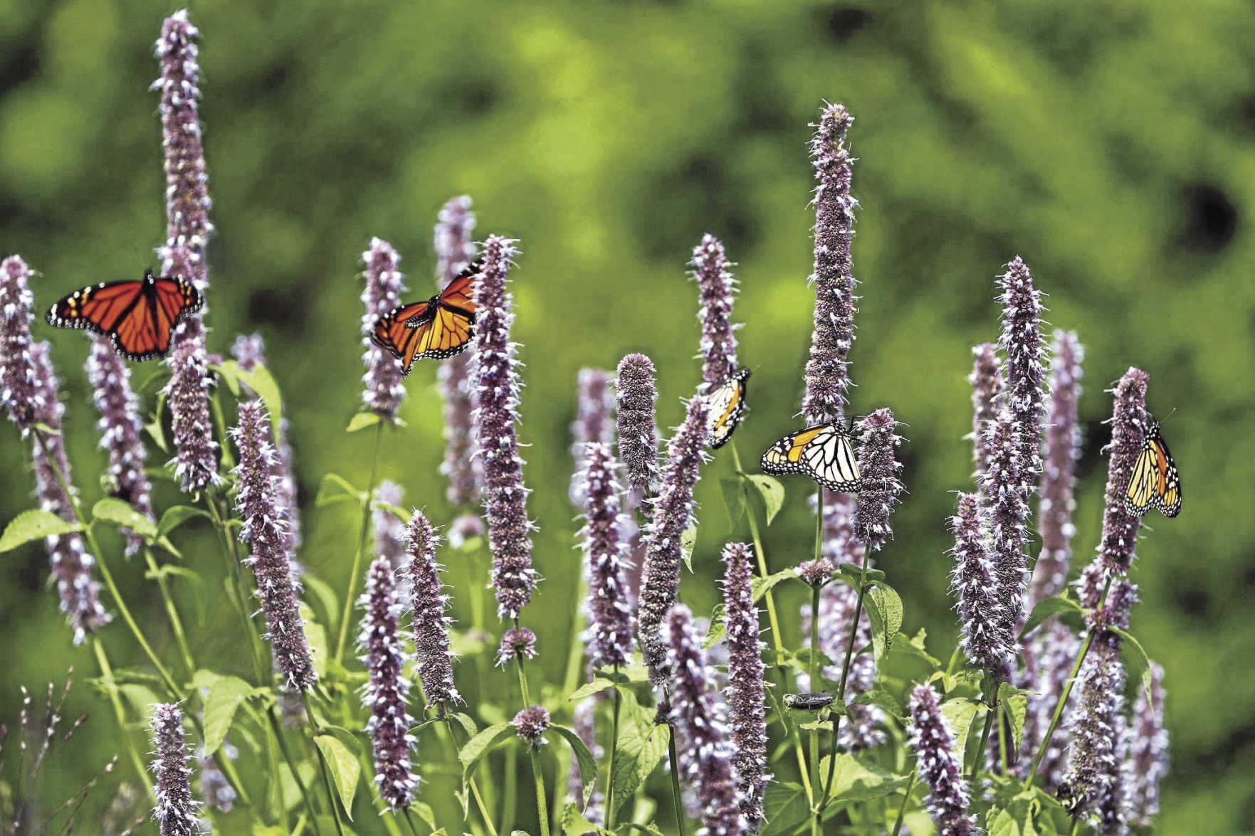 LIFE-HOME-BUTTERFLIES-1-TB